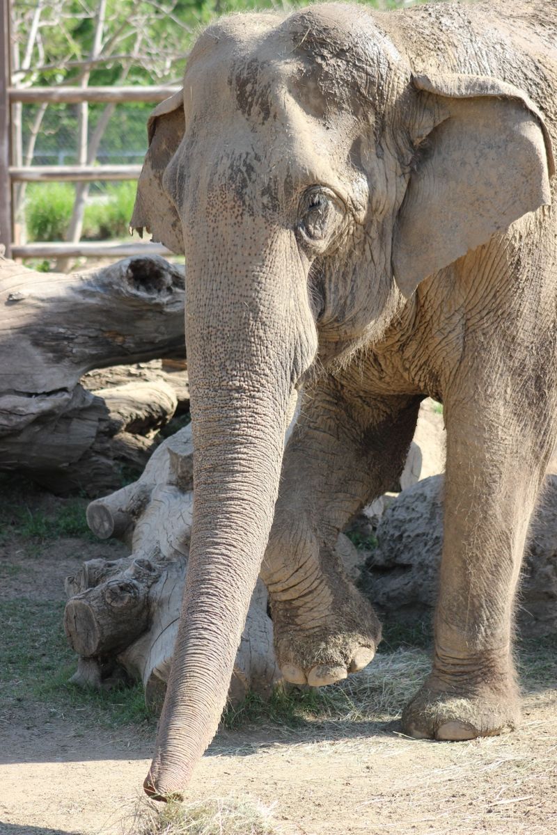 Tulsa Zoo and Living Museum