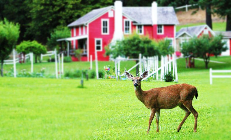Rogue River Ranch