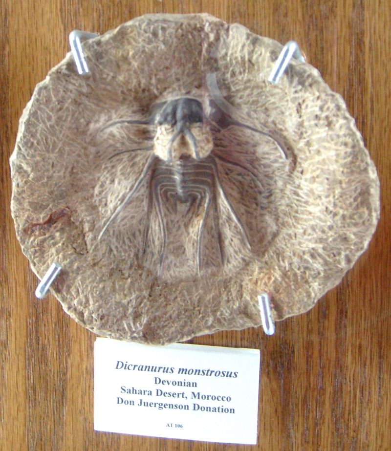 Sierra College Natural History Museum