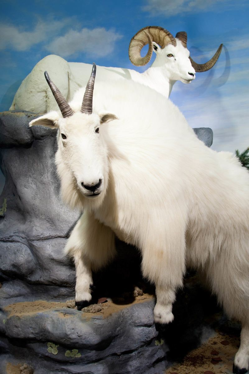 Schisler Museum of Wildlife & Natural History and McMunn Planetarium