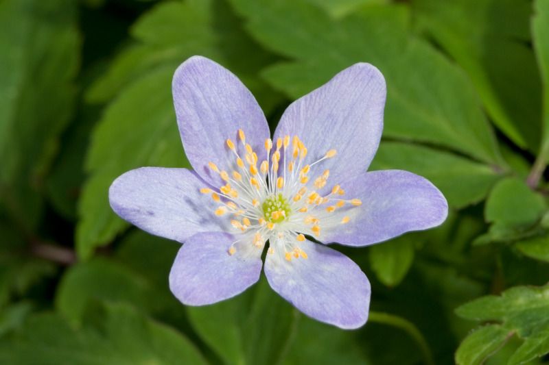 Cheekwood Botanical Garden and Museum of Art