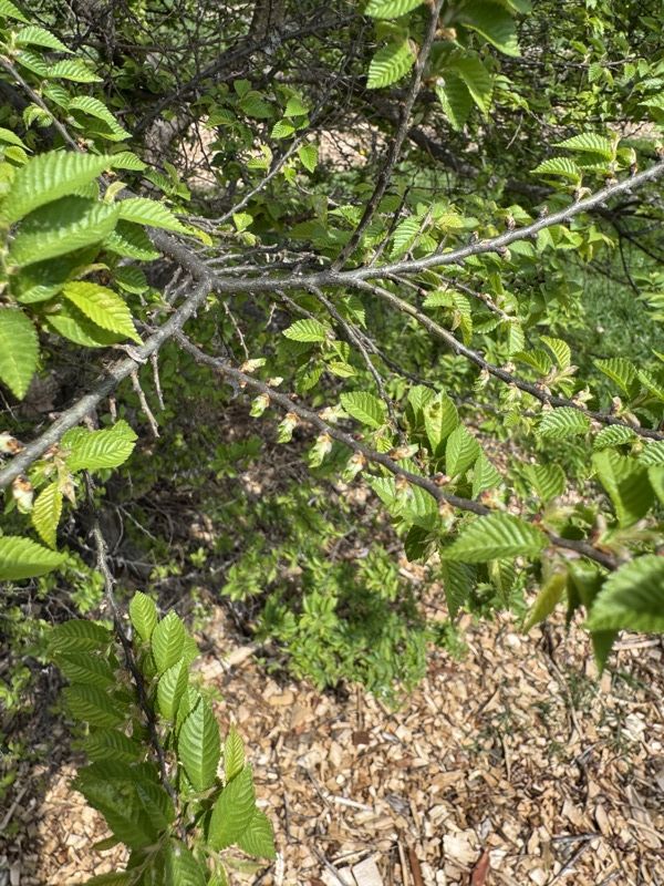 Elm Springs