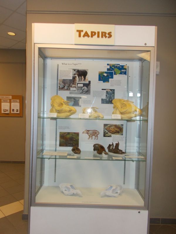 Gray Fossil Museum