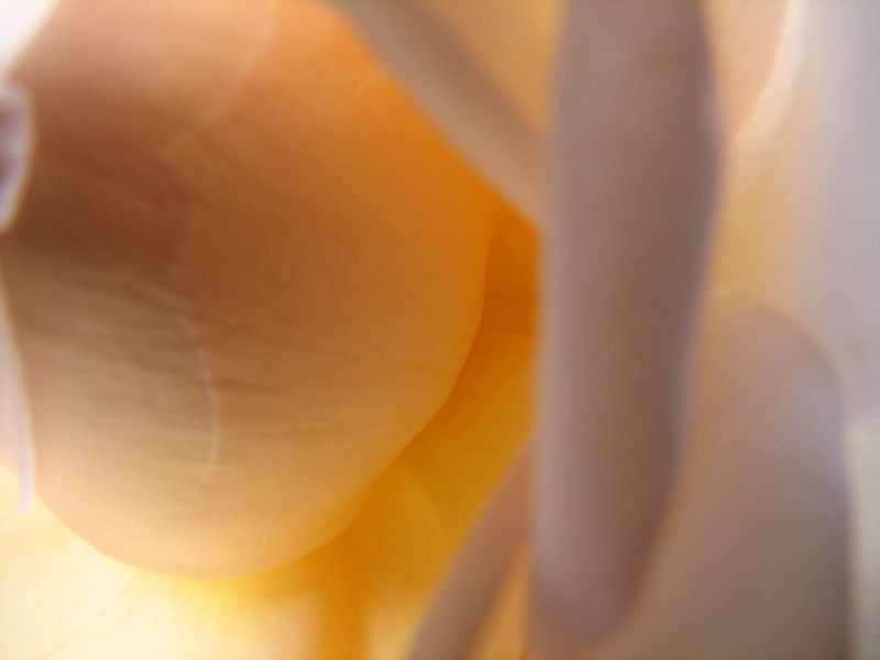 Rose Center