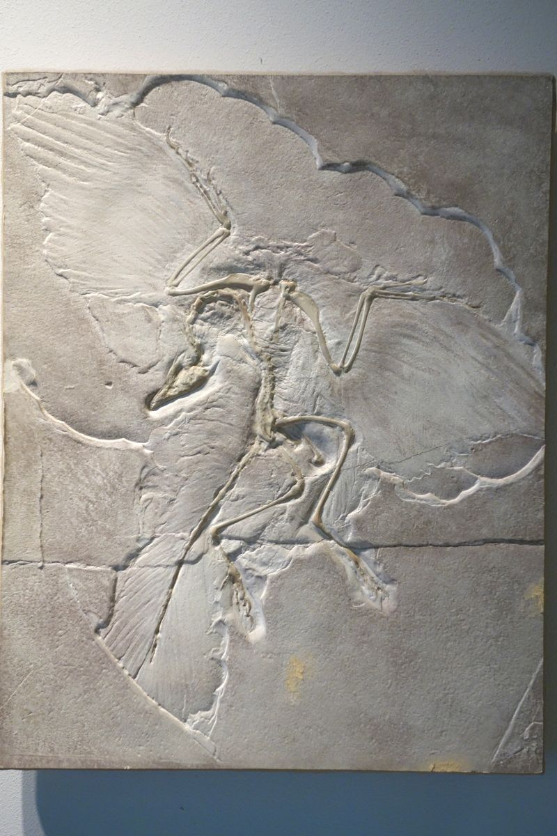 BYU Museum of Paleontology