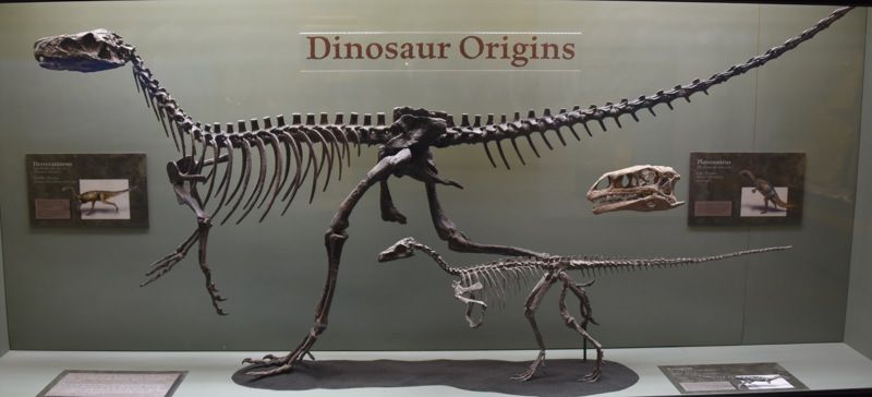 The Dinosaur Museum