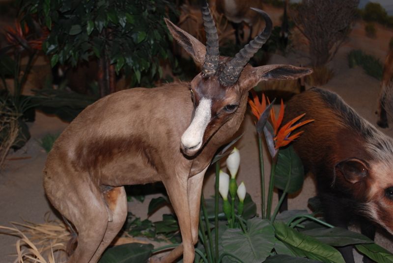 Rosenbruch Wildlife Museum