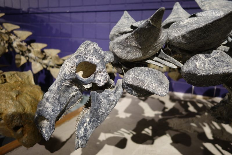 USU Eastern Prehistoric Museum