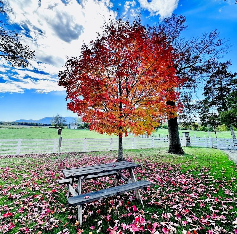 Belle Grove Plantation