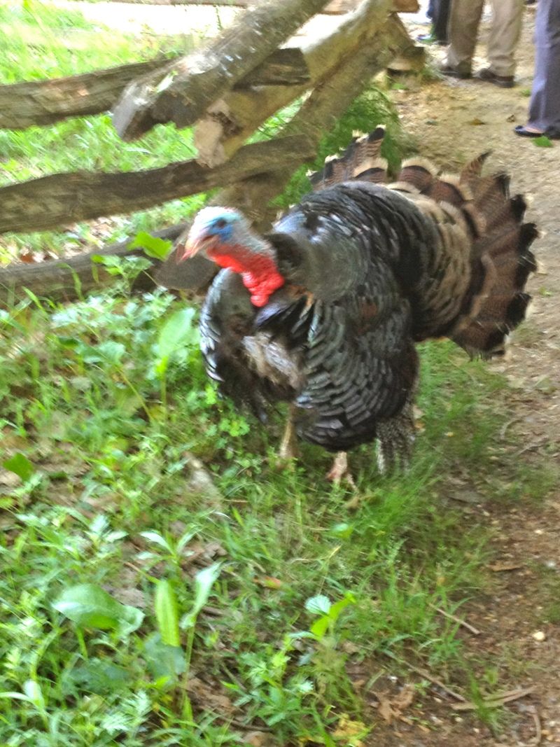 Claude Moore Colonial Farm