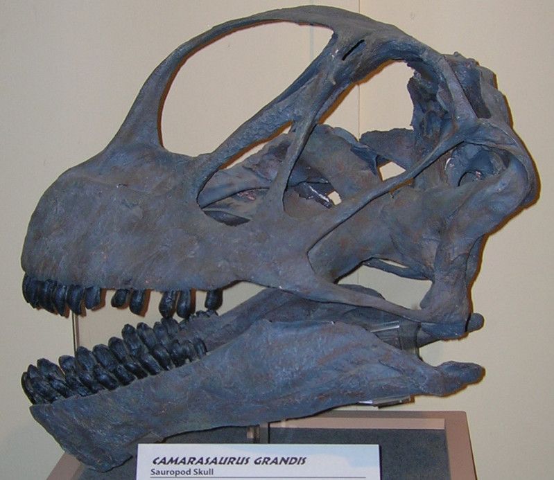 Dinosaur Journey Museum