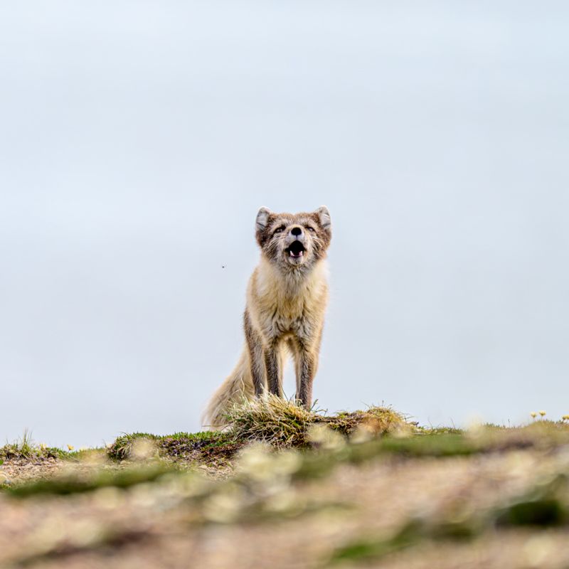 Fox Island Museum