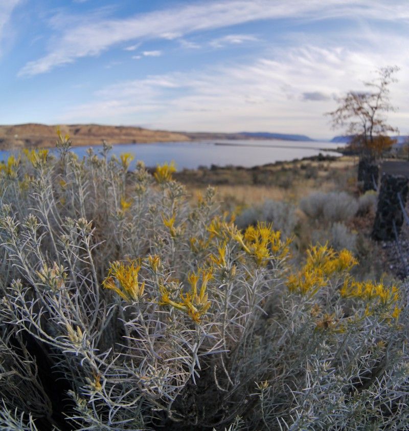 Ginkgo Petrified Forest State Park