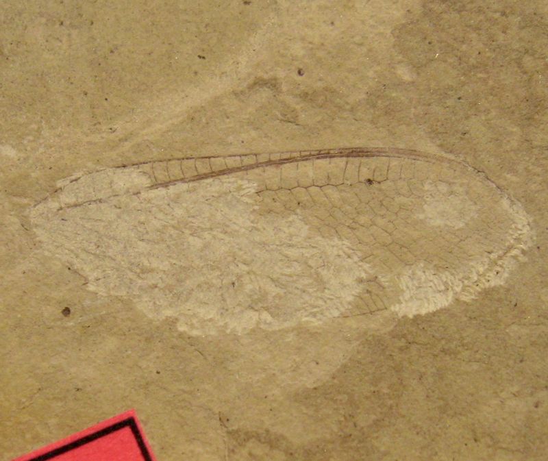 Stonerose Interpretive Center and Fossil Site