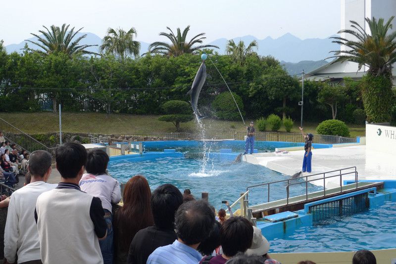 Whale Museum