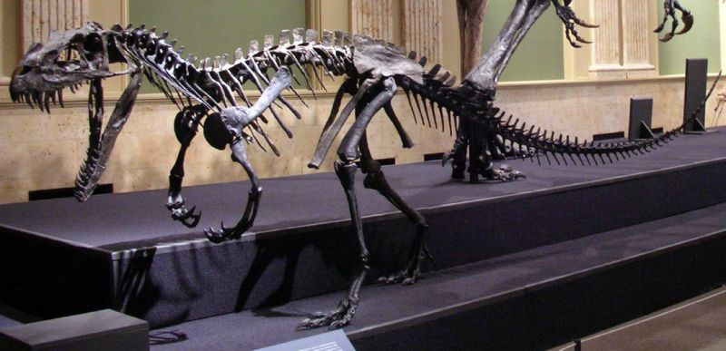 Dinosaur Discovery Museum