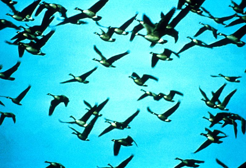 Flyways Waterfowl Museum