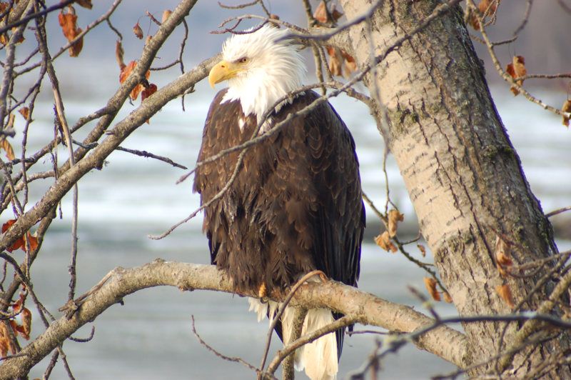 American Bald Eagle Foundation Museum