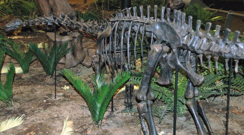 Morrison Natural History Museum