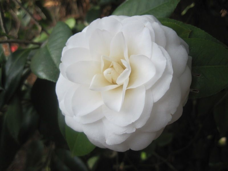 Massee Lane Gardens