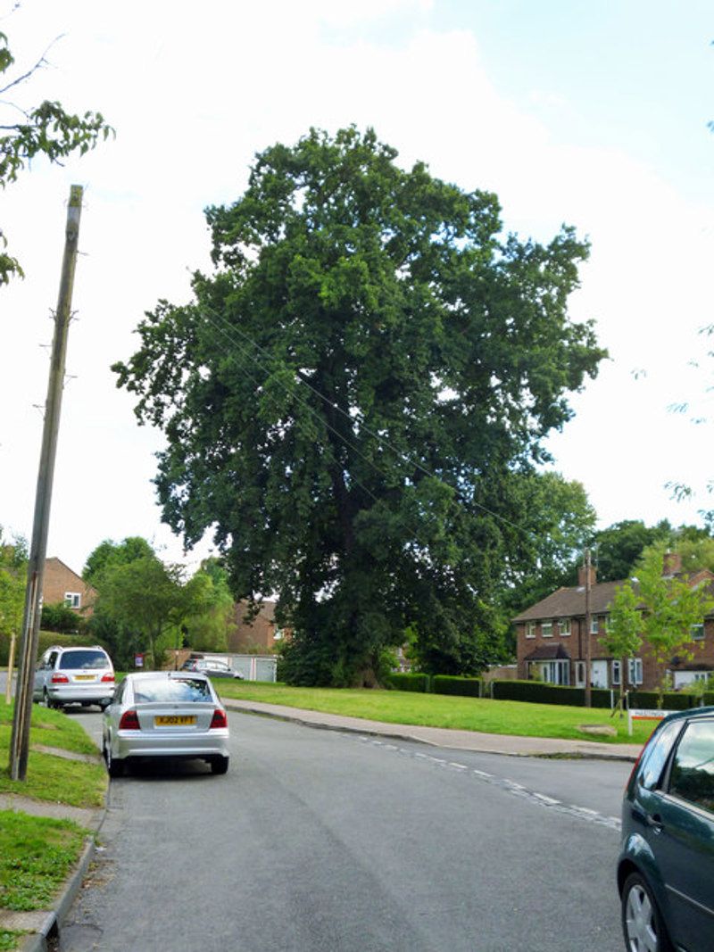 Stately Oaks