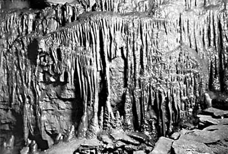 Mammoth Cave Wildlife Museum