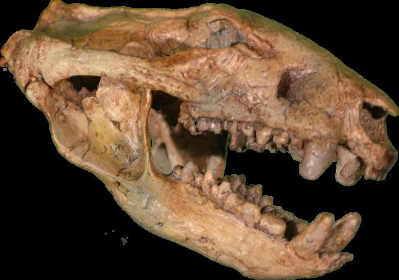 Rocky Mountain Dinosaur Resource Center