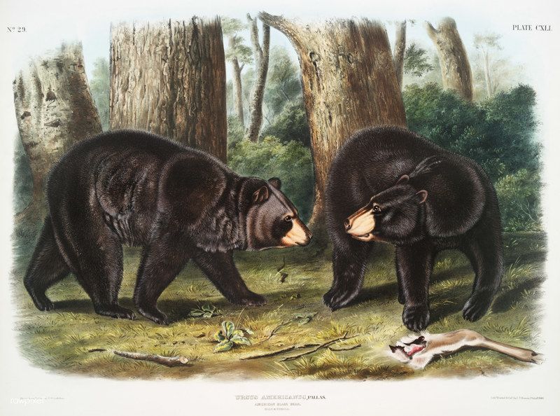 North American Bear Center