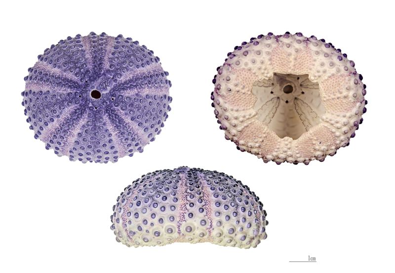 Discovery Shell Museum