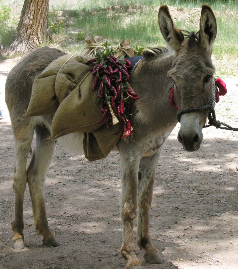 El Rancho de las Golondrinas