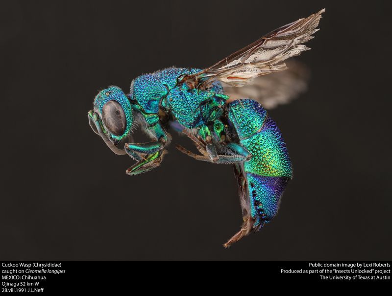 New Mexico State University Arthropod Museum