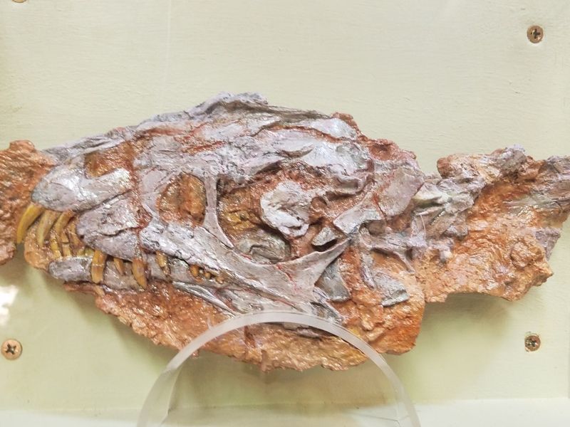 Ruth Hall Museum of Paleontology