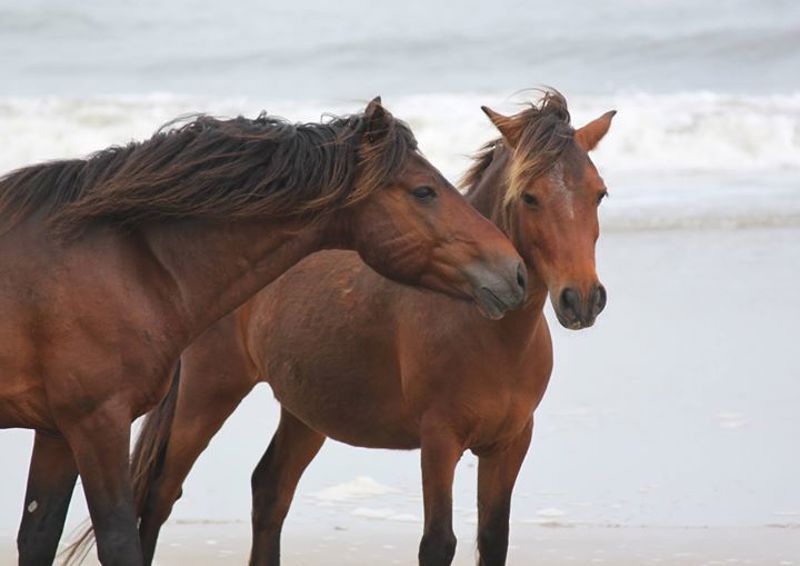 Corolla Wild Horse Museum