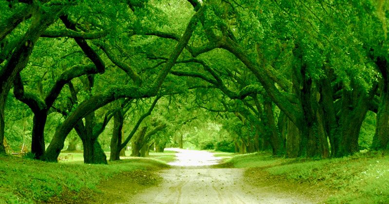 Orton Plantation